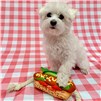 Hotdog_DogToy_Rope_WithDog-2